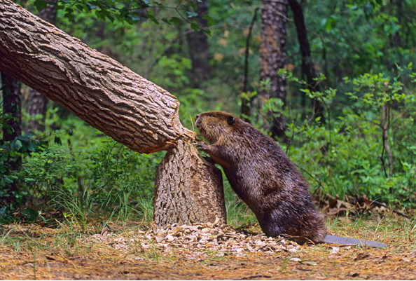 Beaver Moon Hike image